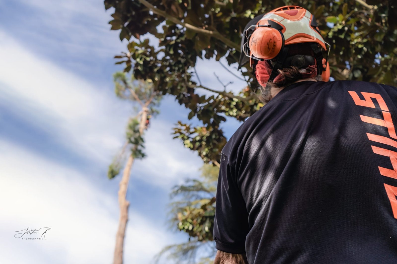 Devis pour une elagage d'arbre en Haute-Garonne. services d'Entretien de la végétation