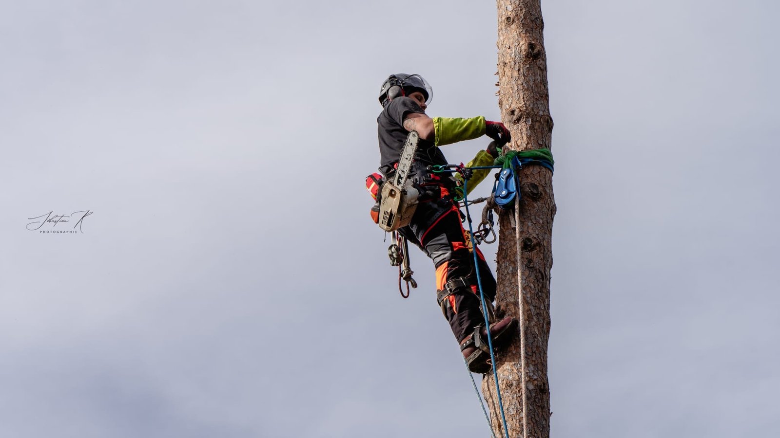 Elagage arbre à Muret. services d'Entretien de la végétation