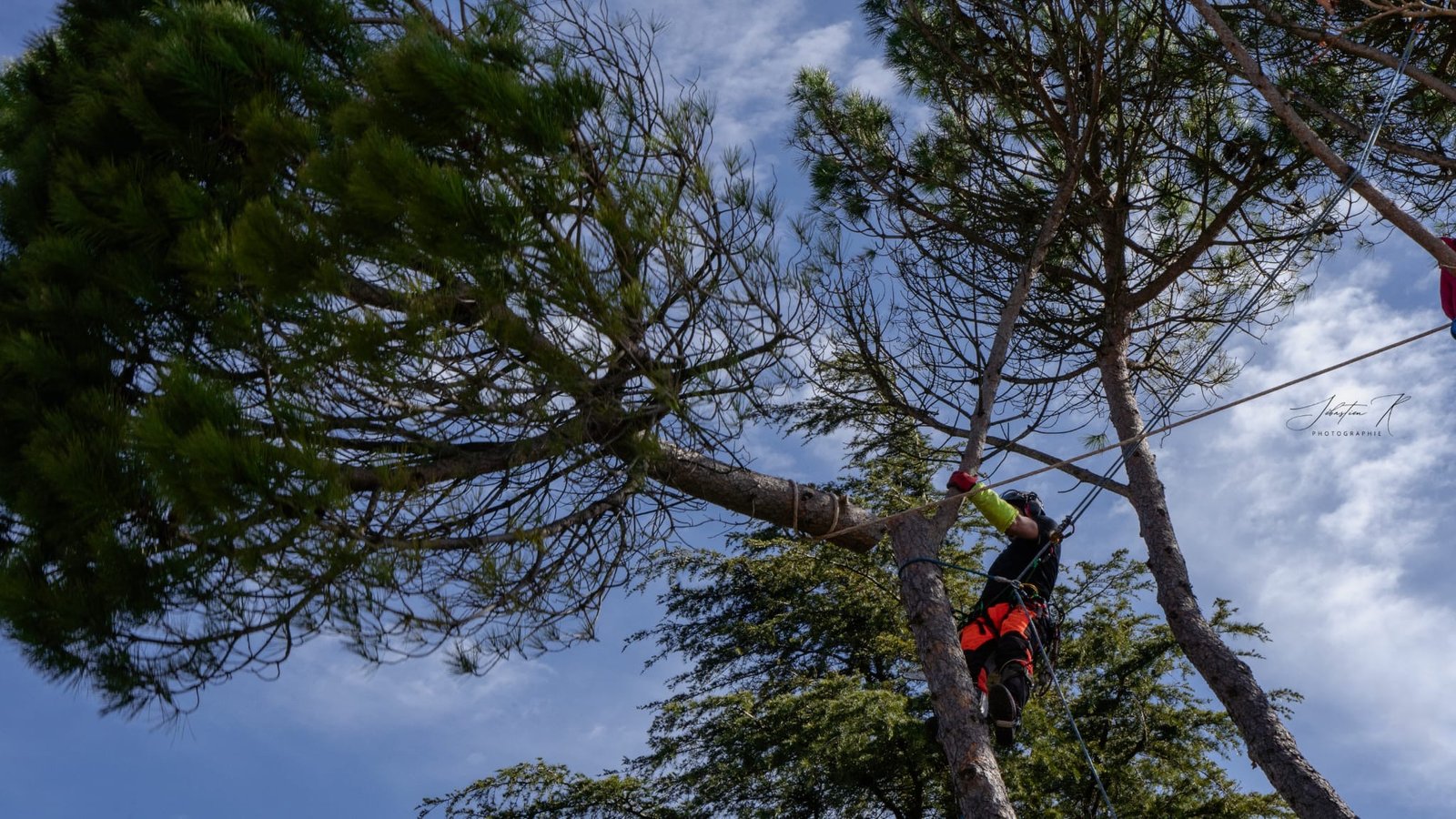 Elagage d'un arbre en Ariège. services d'Entretien de la végétation