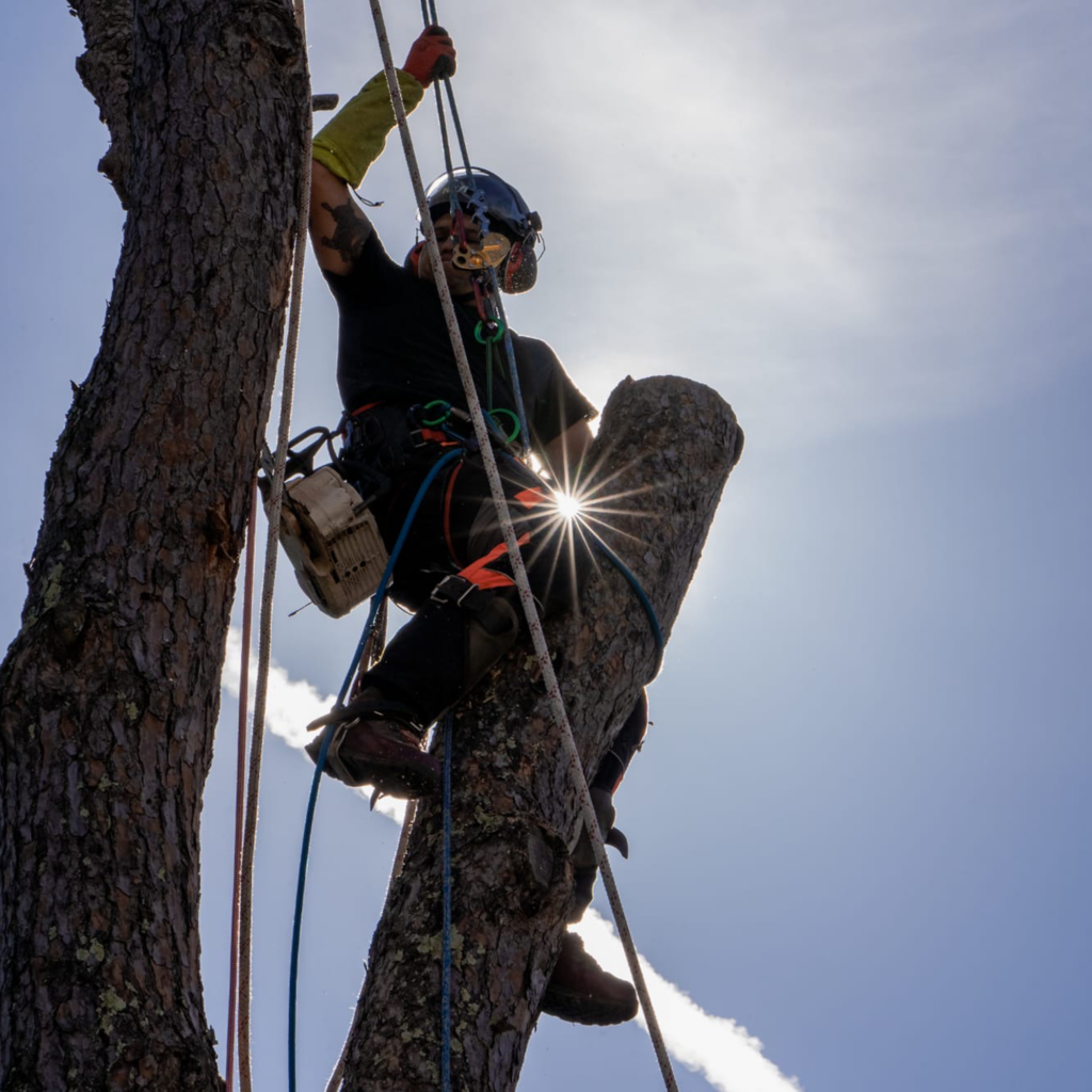 Entreprise Kaori, elagage abbatage et debroussaillage en Haute-Garonne, Gers et Ariège. Elagueur / grimpeur