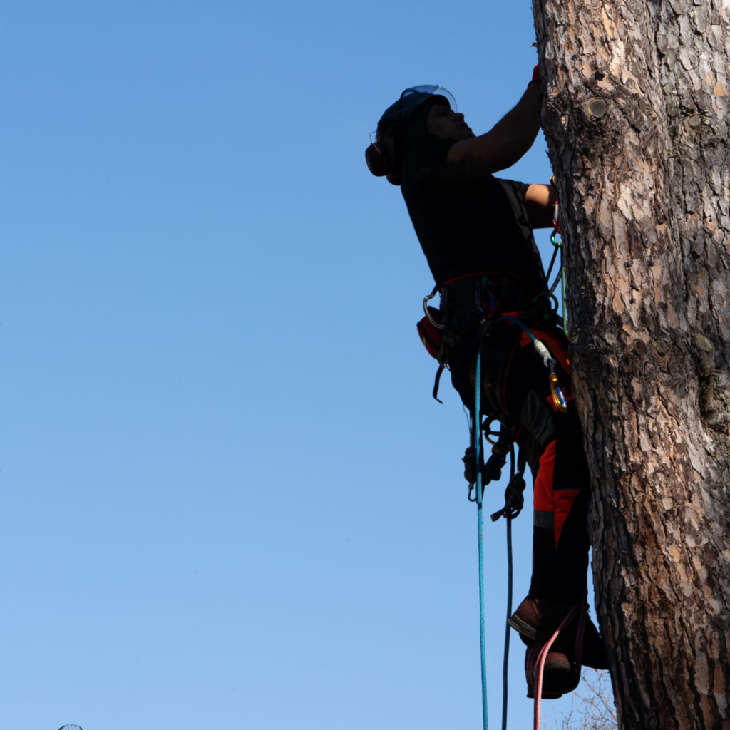 Entreprise Kaori, elagage abbatage et debroussaillage en Haute-Garonne, Gers et Ariège. Elagueur / grimpeur